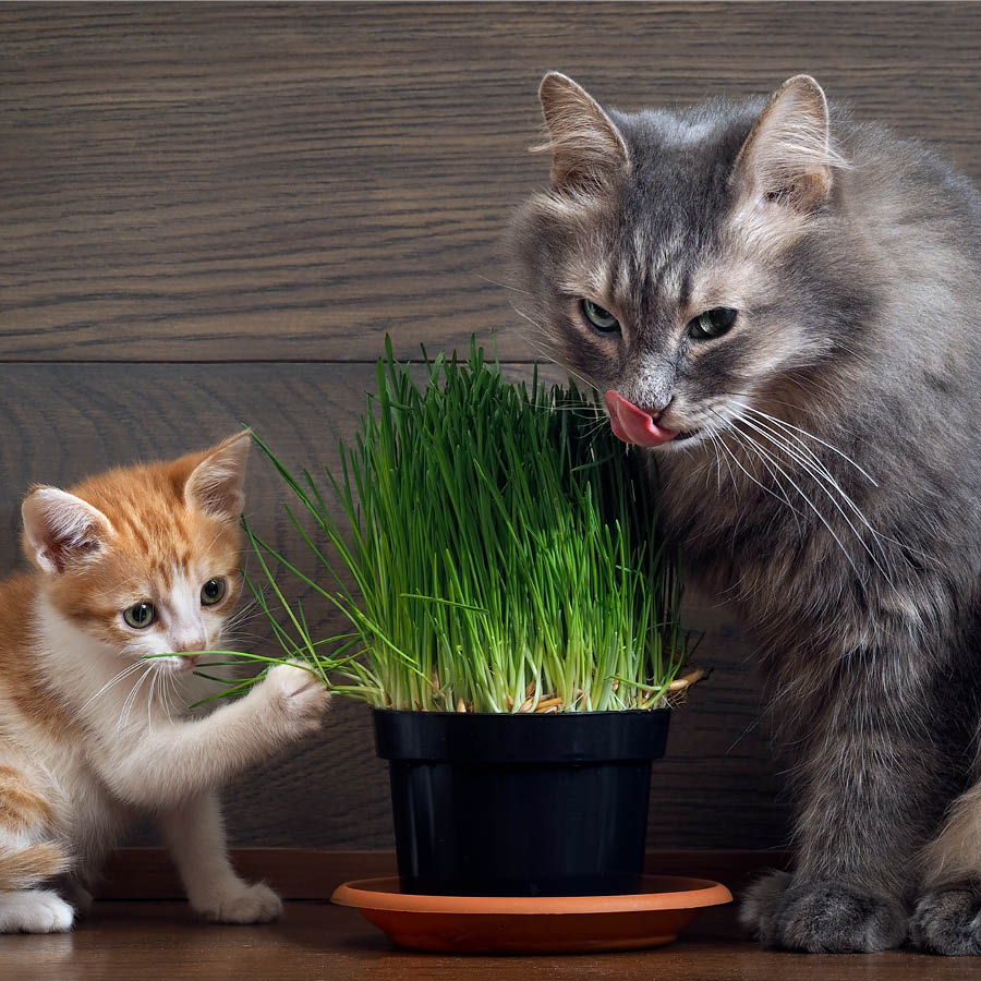 Herbe à chat en semence - Jardin Pfister